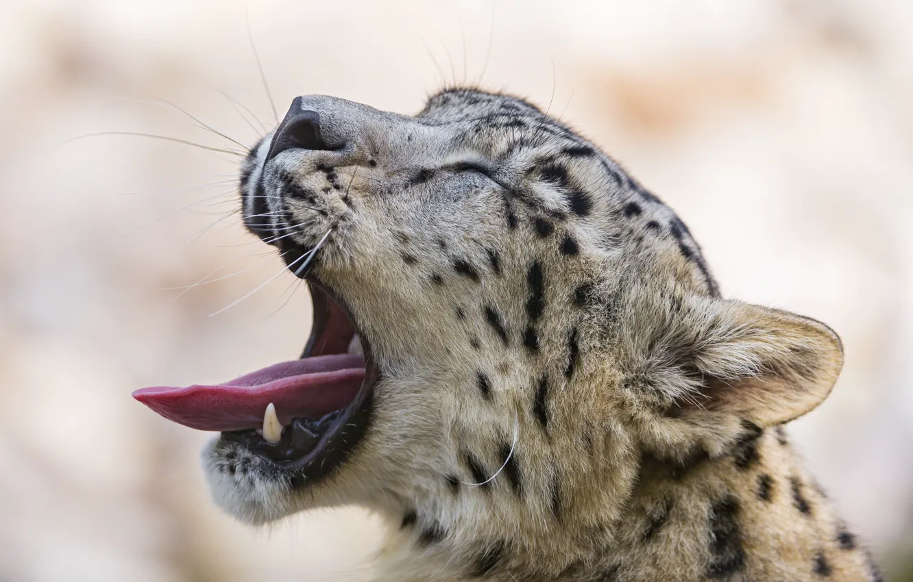 Photo wallpaper language, cat, IRBIS, snow leopard, yawns, ©Tambako The Jaguar