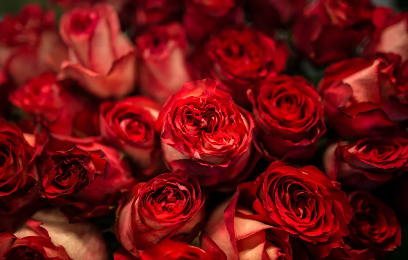 Photo wallpaper flowers, color, roses