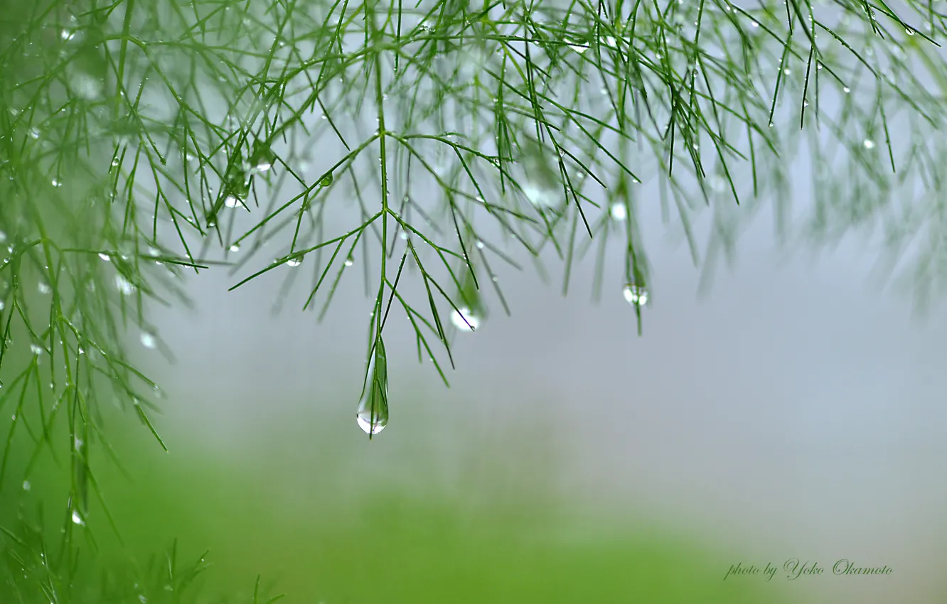 Photo wallpaper branches, fog, plant, green, water drops, Yoko Okamoto, asparagus, damp