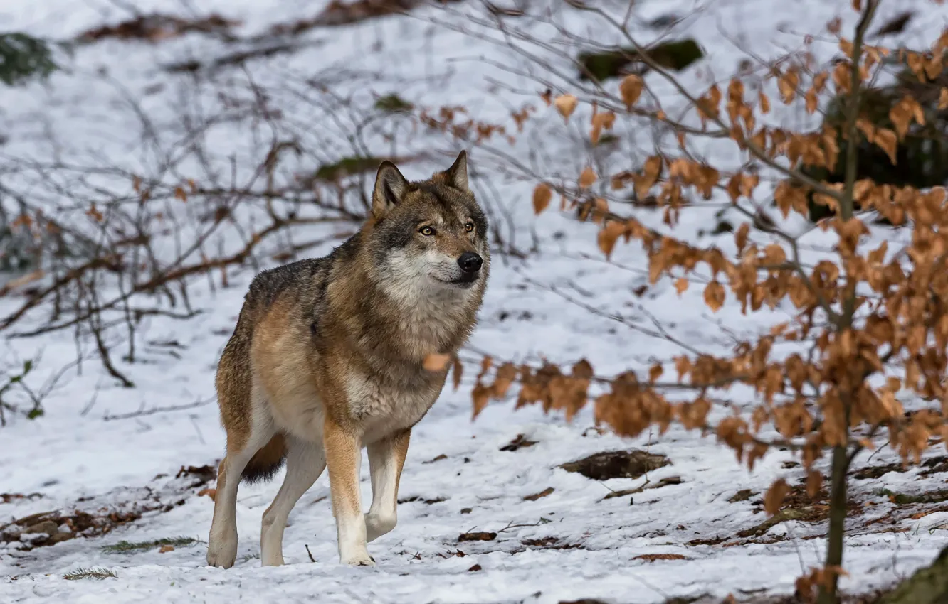 Photo wallpaper winter, snow, wolf