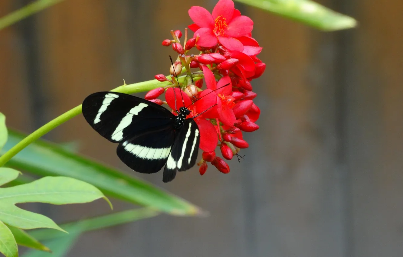 Photo wallpaper flowers, macro, butterfly, wings, beautiful, closeup