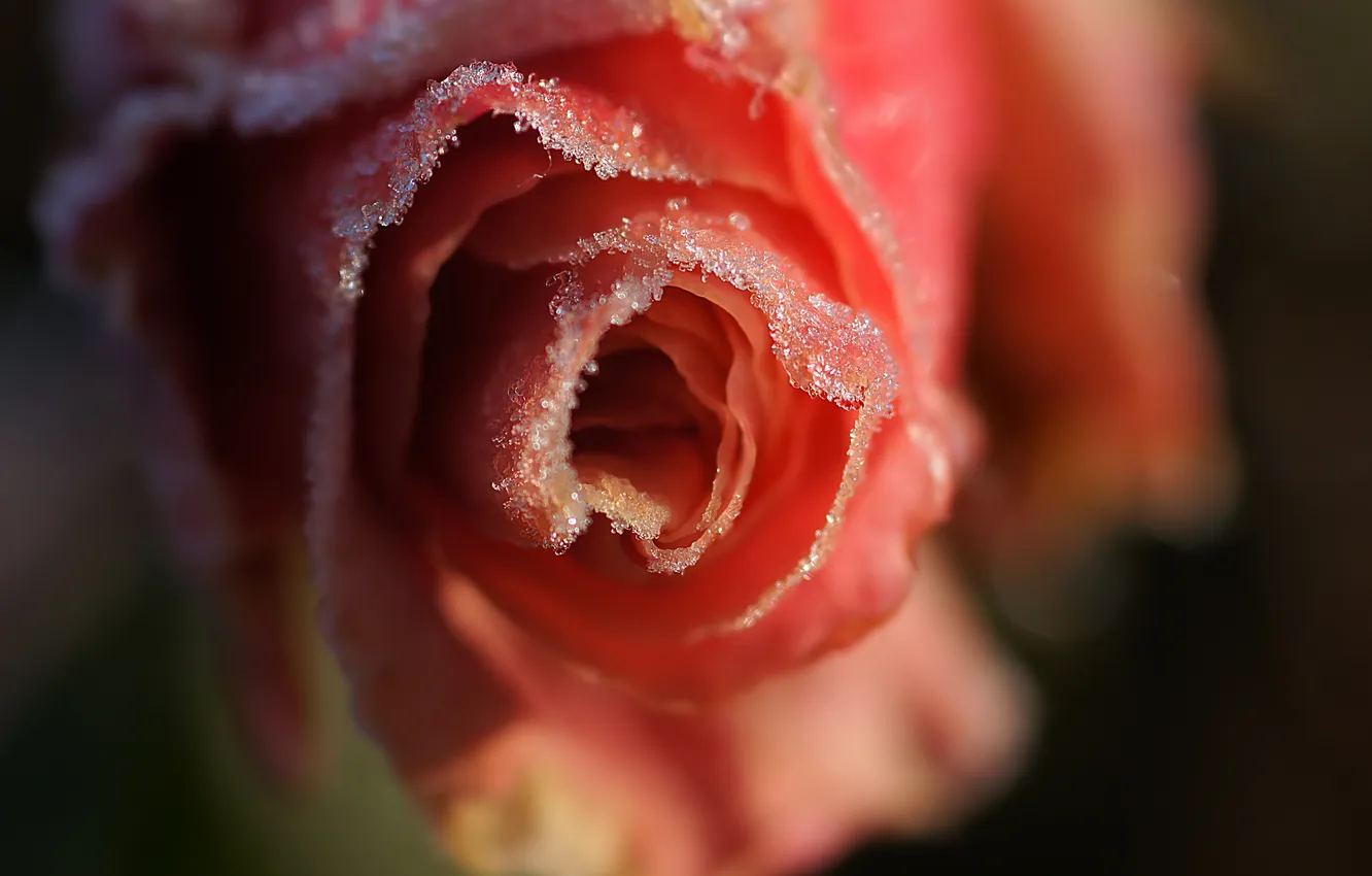 Photo wallpaper cold, frost, flower, macro, snowflakes, pink, rose, petals