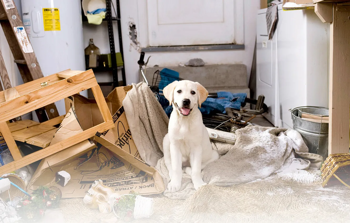 Photo wallpaper Labrador, mess, Marley