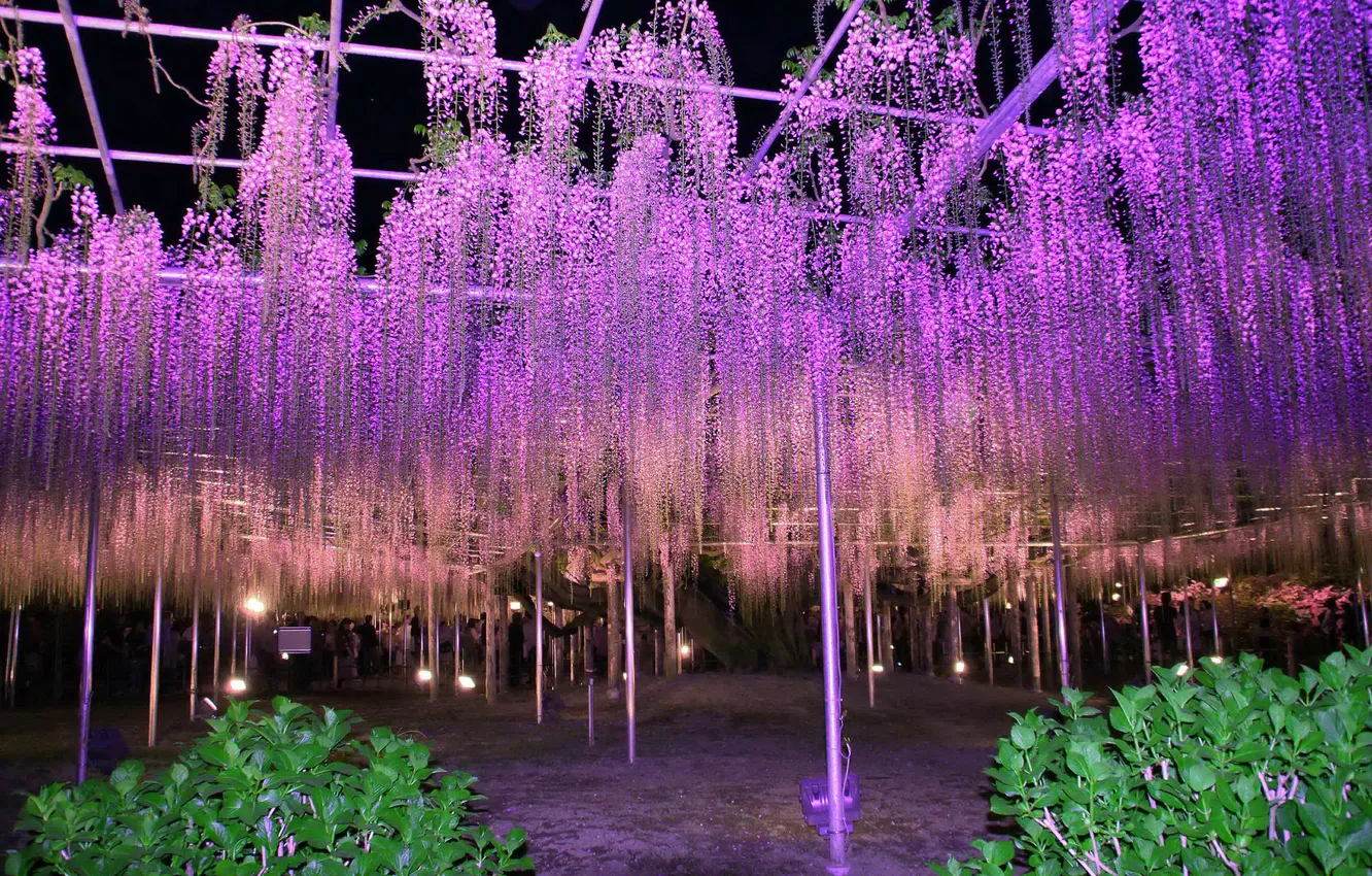 Photo wallpaper flowers, night, nature, Park, photo, a lot, park, Wisteria