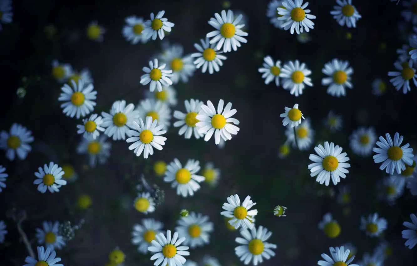 Photo wallpaper flowers, nature, chamomile