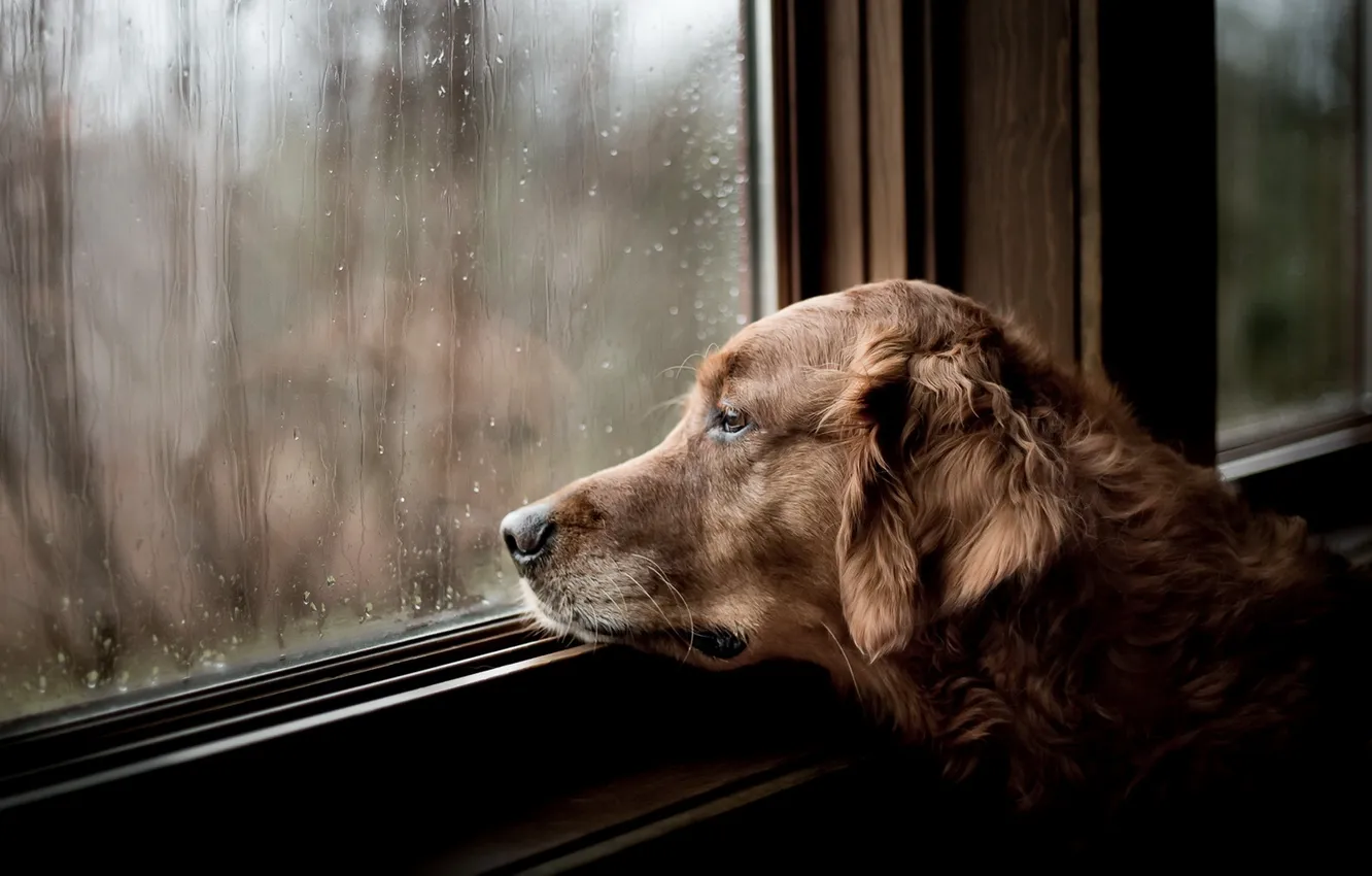 Photo wallpaper sadness, look, house, each, dog, window, waiting