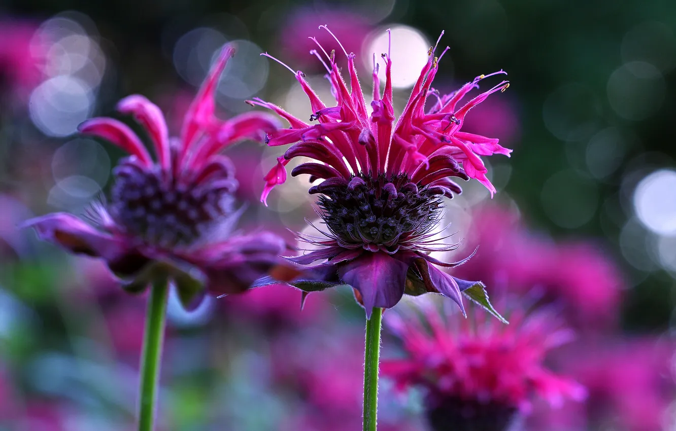 Photo wallpaper nature, plant, petals, stem, weed