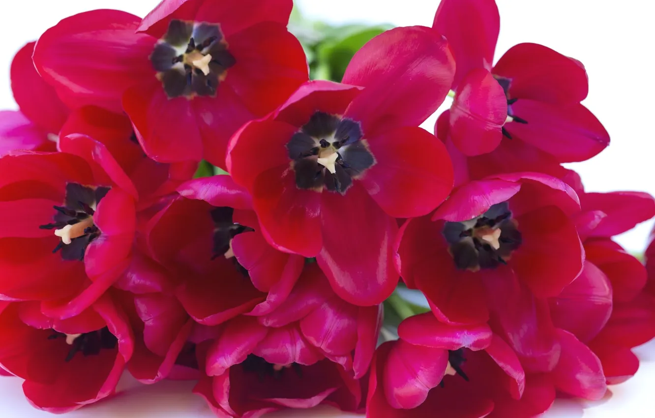 Photo wallpaper macro, petals, tulips