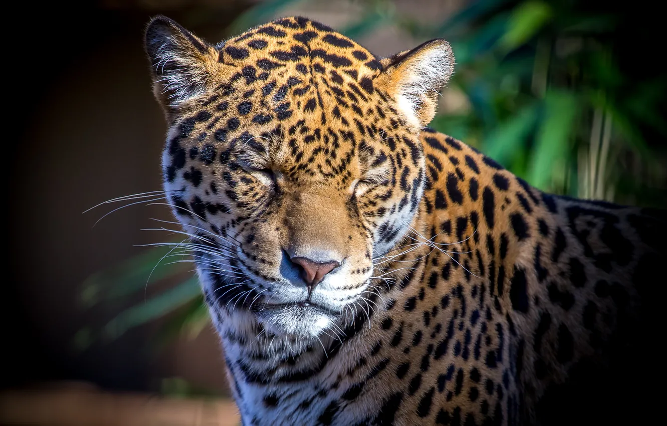 Photo wallpaper cat, face, the sun, Jaguar