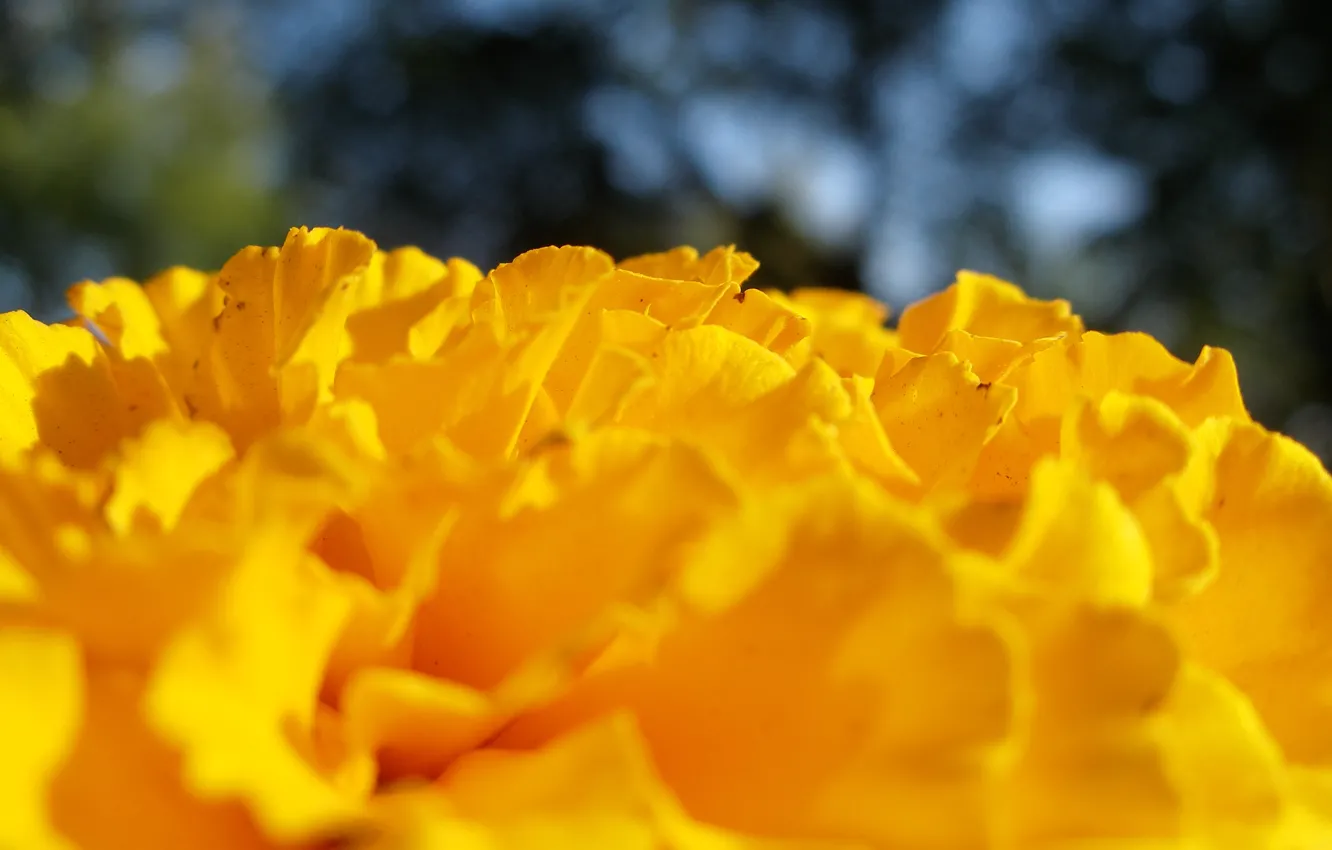 Photo wallpaper macro, petals, barhatets