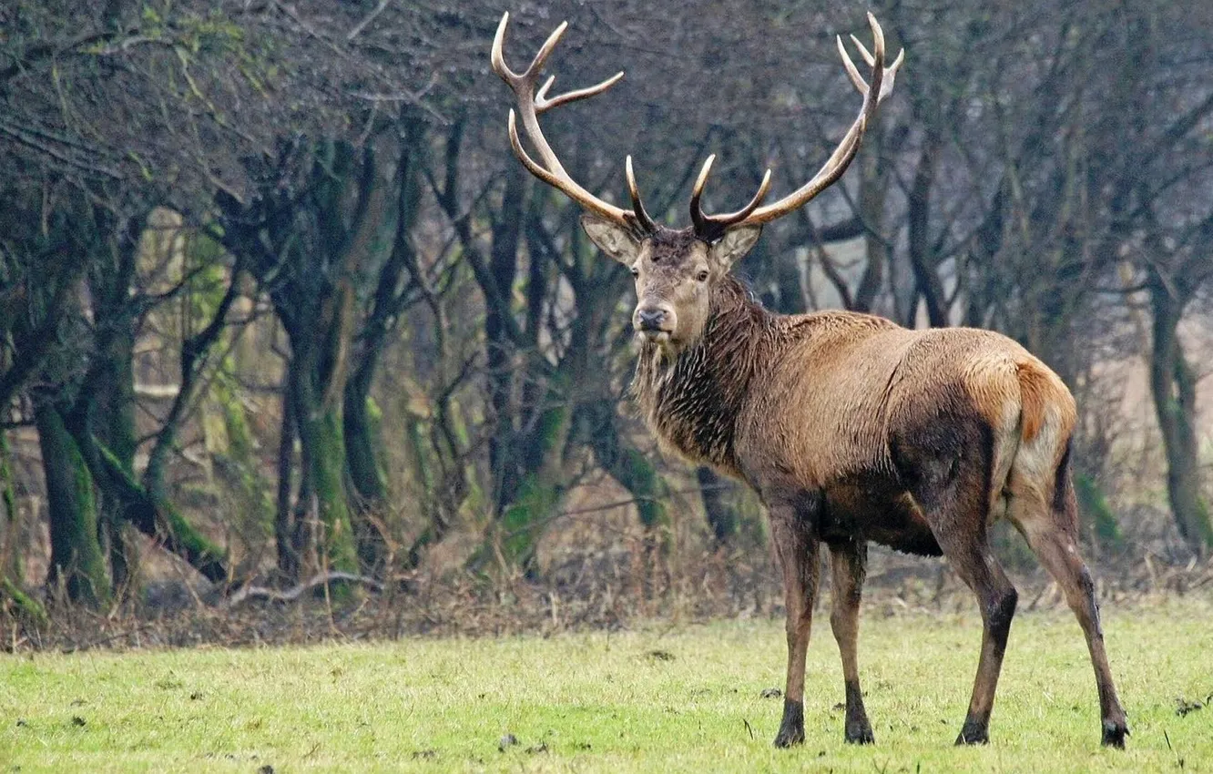 Photo wallpaper animals, deer, wildlife