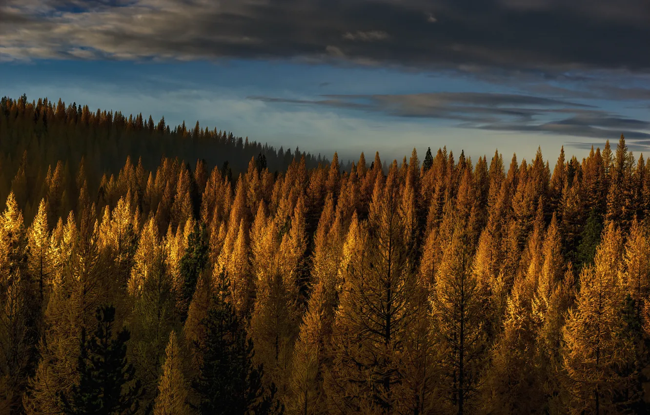 Photo wallpaper autumn, forest, the sky, clouds, light, trees, yellow, nature