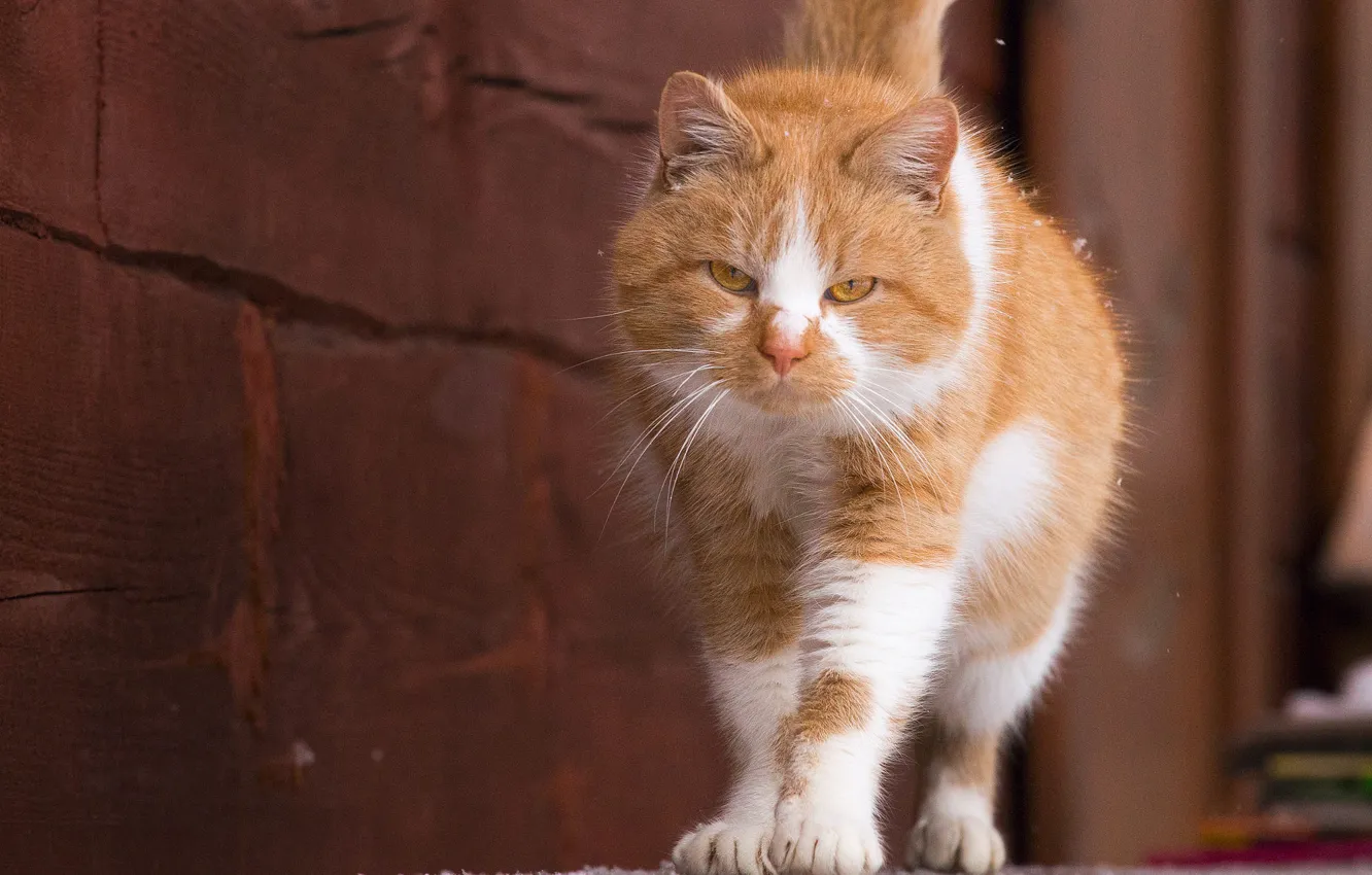 Photo wallpaper winter, cat, cat, look, face, snow, wall, tail