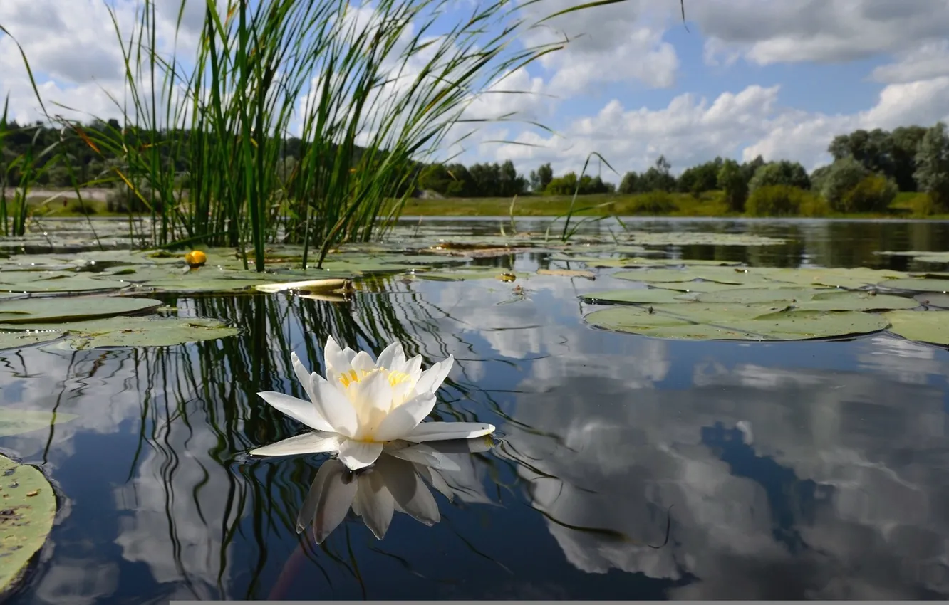 Photo wallpaper water, algae, reflection, Lily