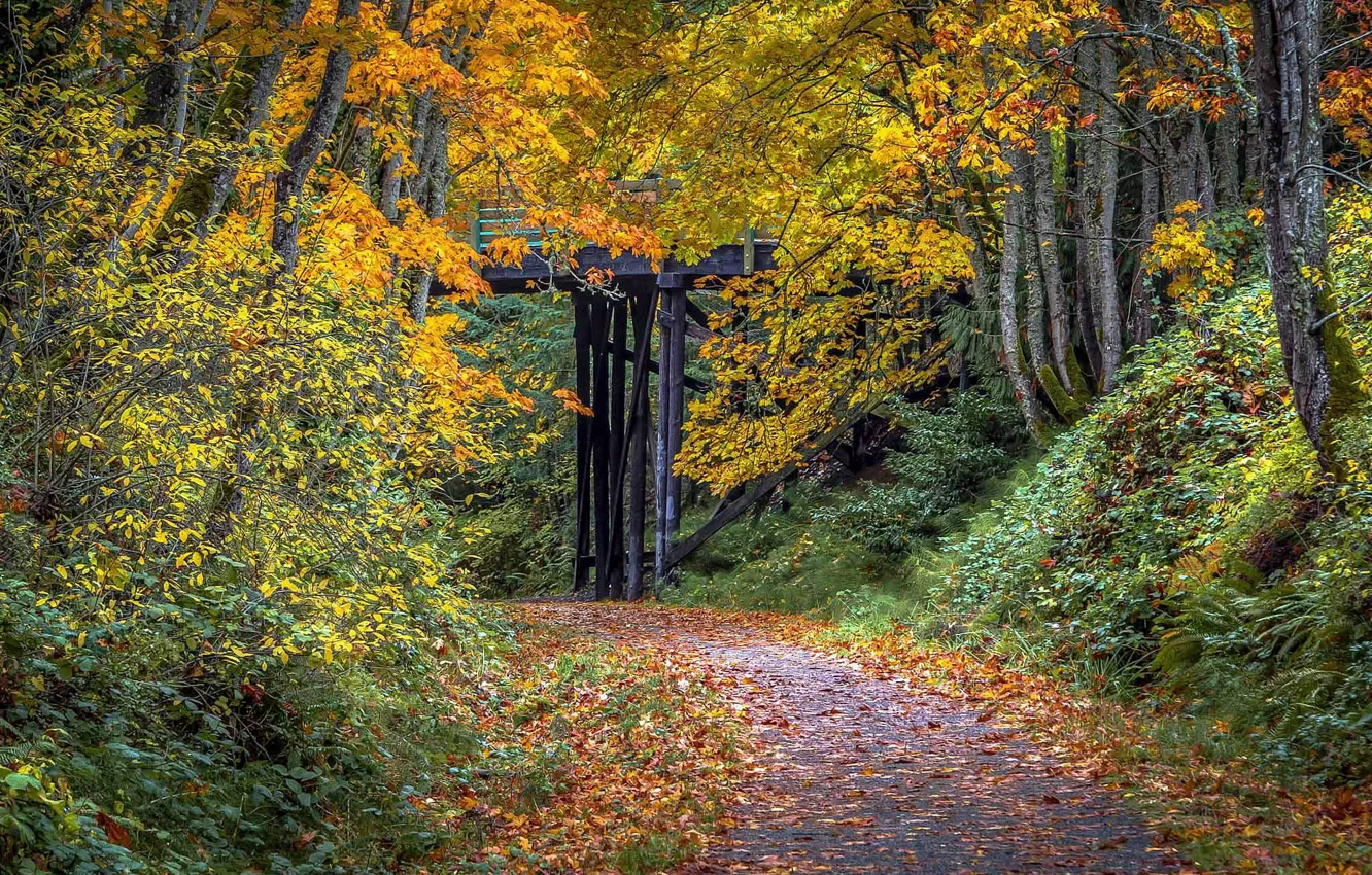 Photo wallpaper autumn, forest, path