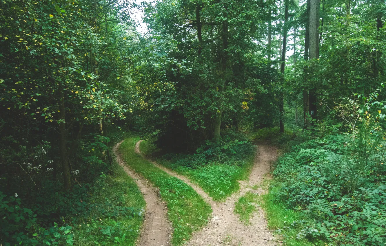 Photo wallpaper road, greens, forest, summer, trees