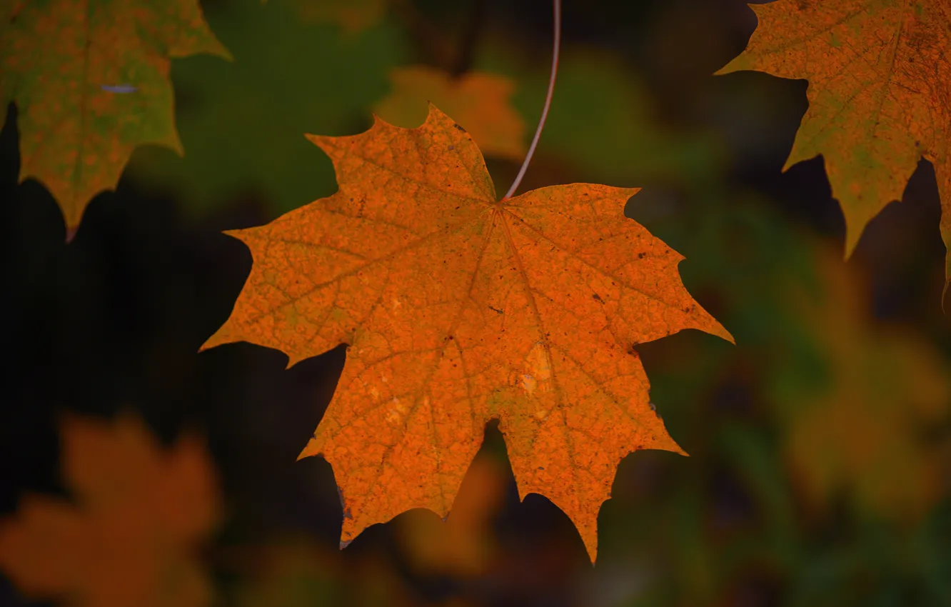 Photo wallpaper macro, background, leaf, maple
