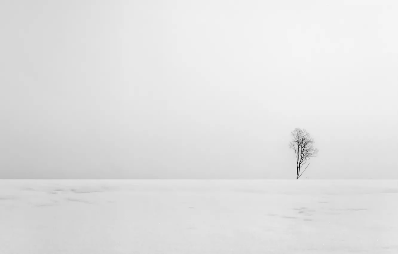 Photo wallpaper field, trees, landscape, minimalism