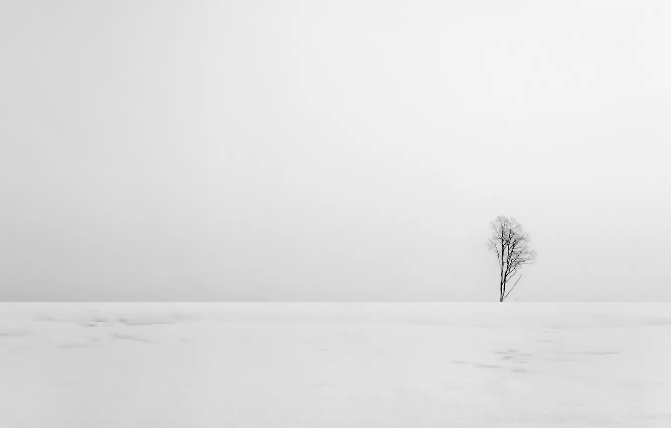 Photo wallpaper field, landscape, tree, minimalism
