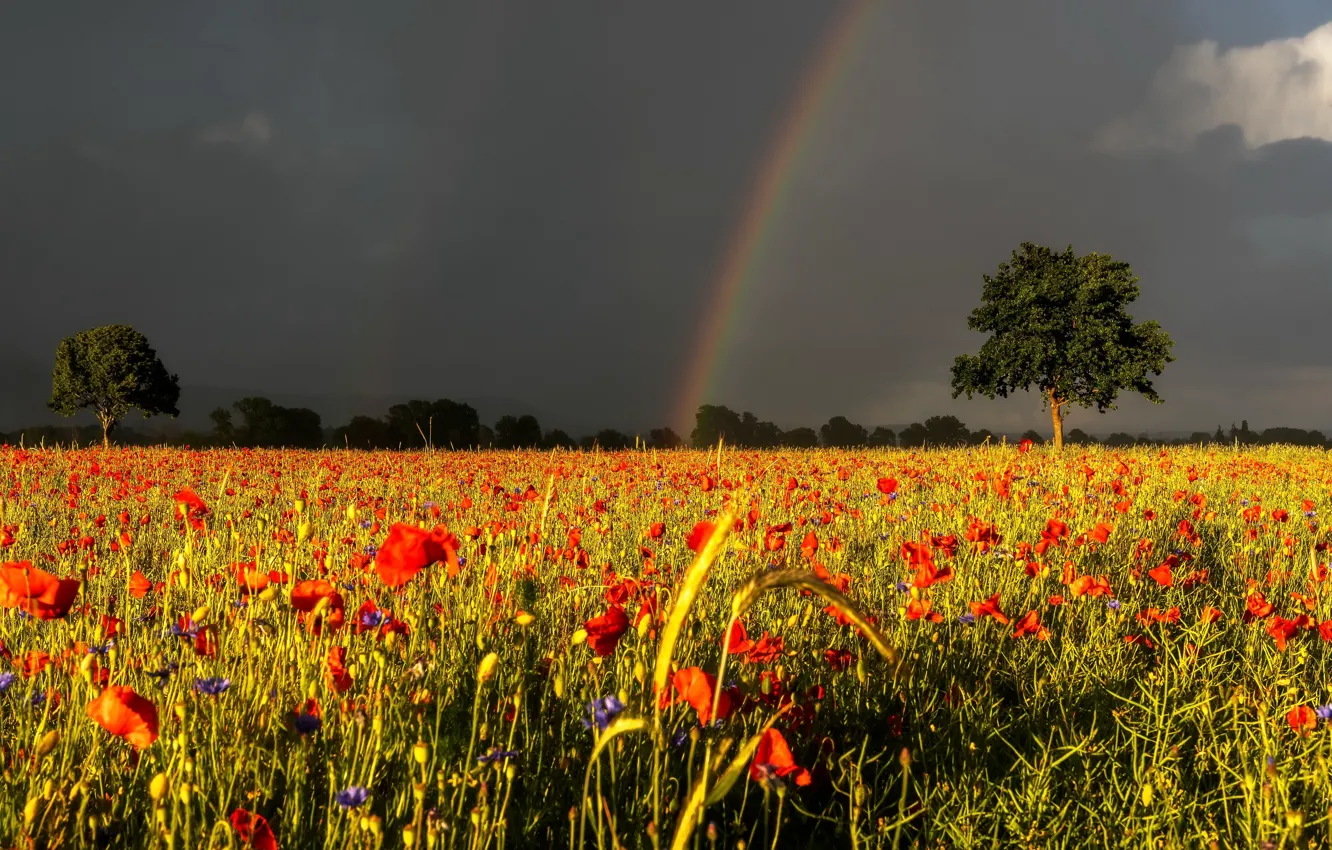 Photo wallpaper field, summer, rainbow