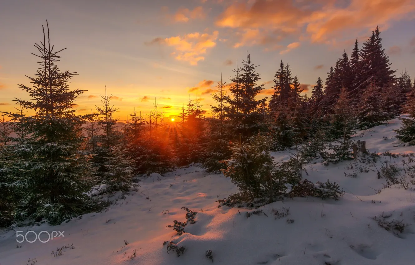 Photo wallpaper winter, forest, the sun, snow, nature
