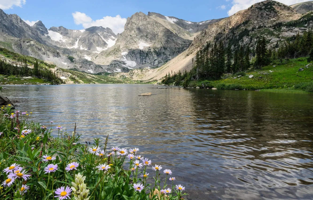 Photo wallpaper field, forest, the sky, clouds, trees, landscape, flowers, mountains