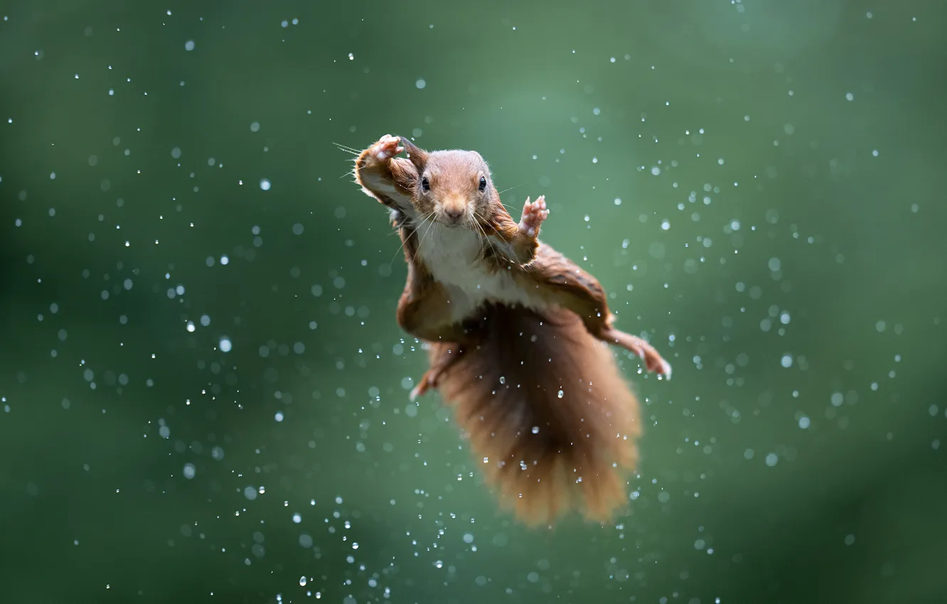 Photo wallpaper flight, squirrel, flies