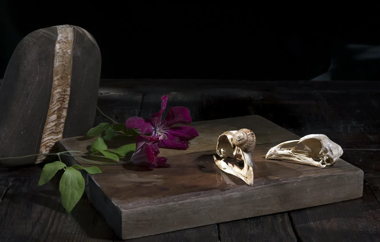 Photo wallpaper flowers, Board, skull