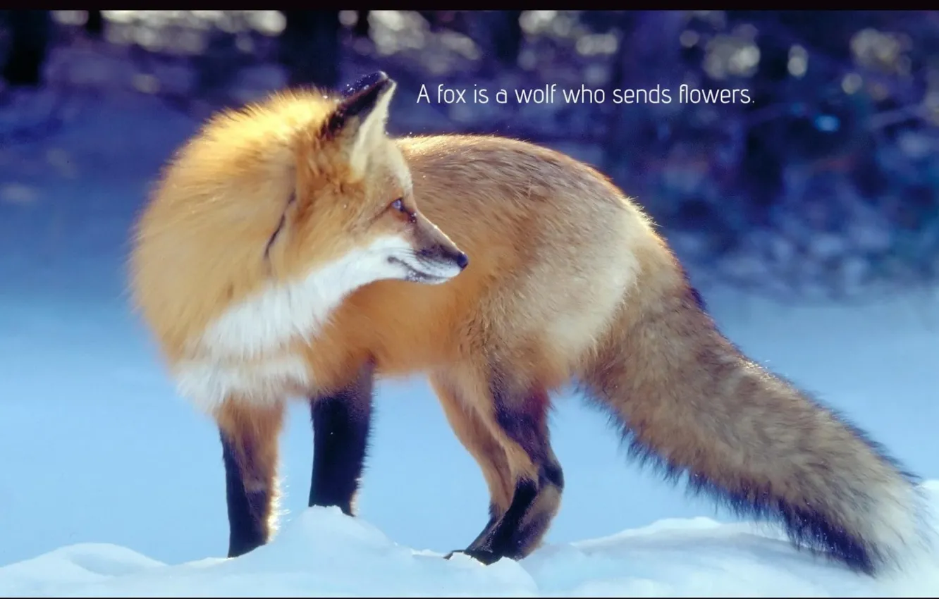 Photo wallpaper Spirit, black, fox, quote, pack, Mythical, .Wolf (fox ) Wisdom, insnow