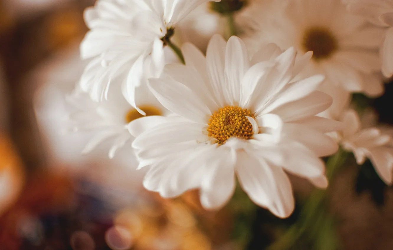 Photo wallpaper flowers, petals, white