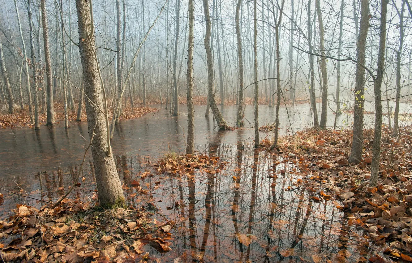 Photo wallpaper autumn, forest, nature
