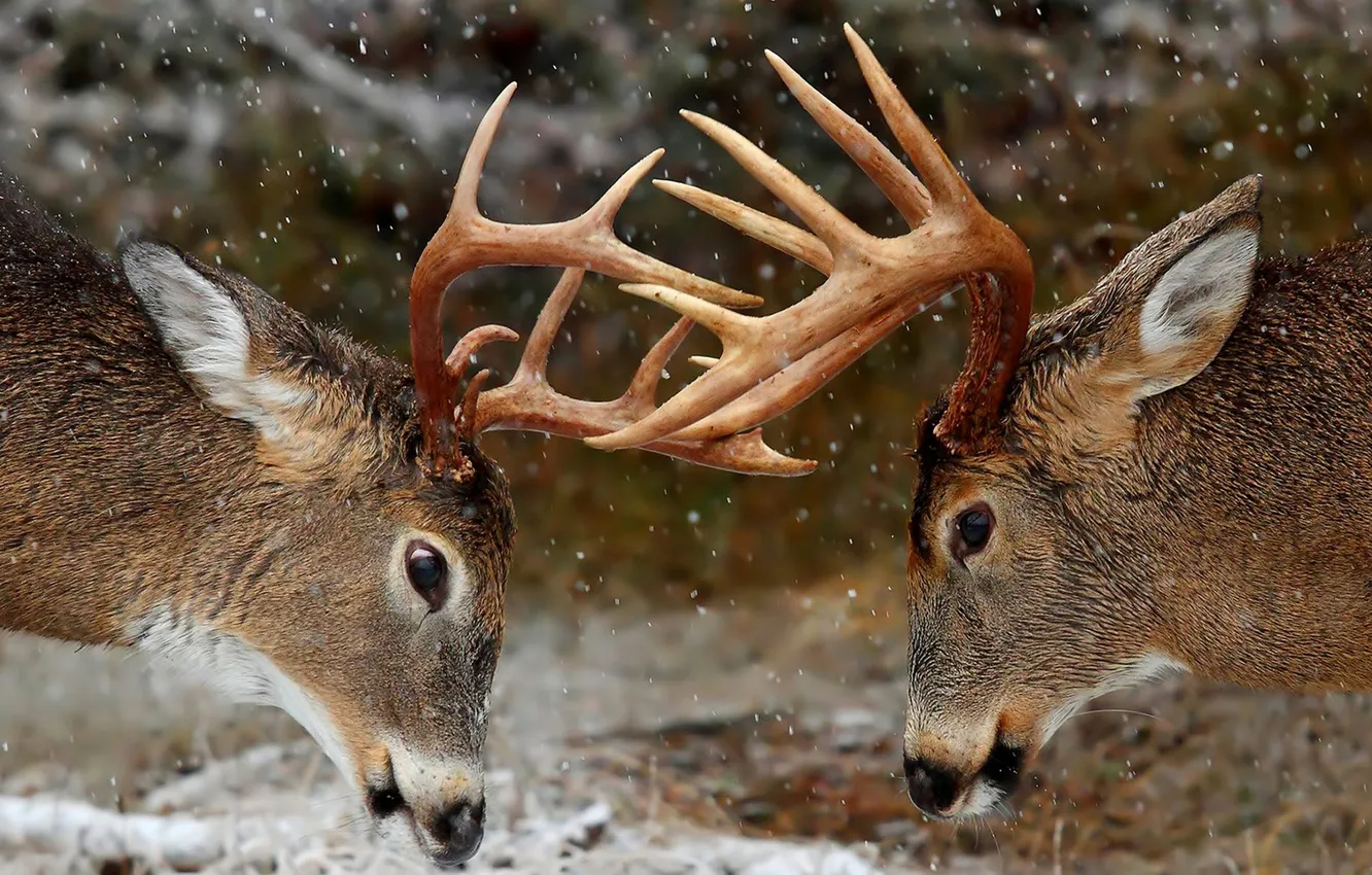 Photo wallpaper deer, horns, tournament