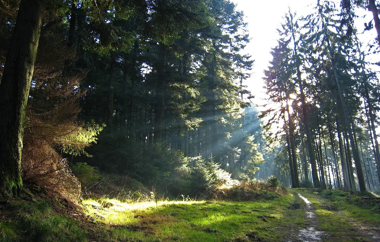 Photo wallpaper road, forest, light, trees, nature, the rays of the sun
