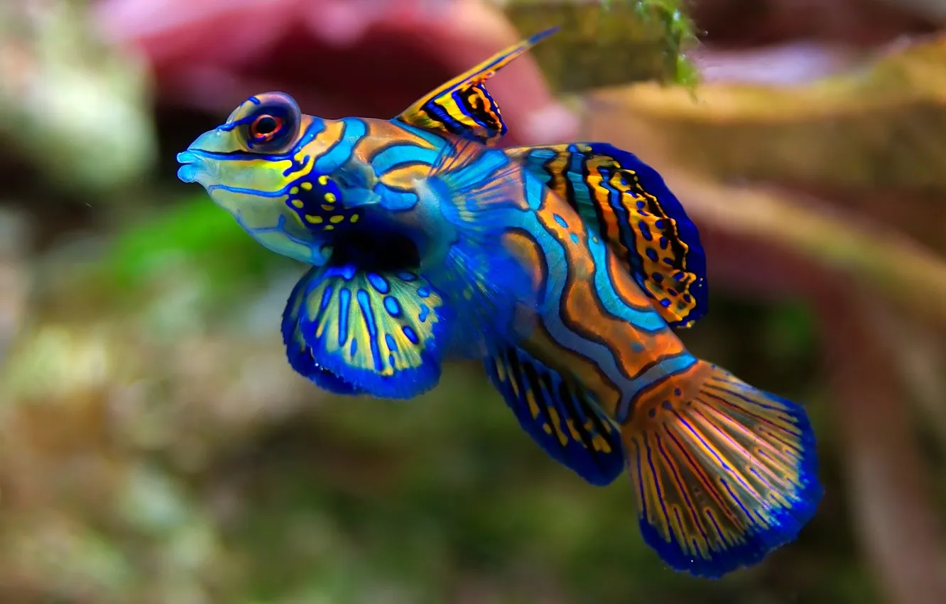 Photo wallpaper color, aquarium, Fish