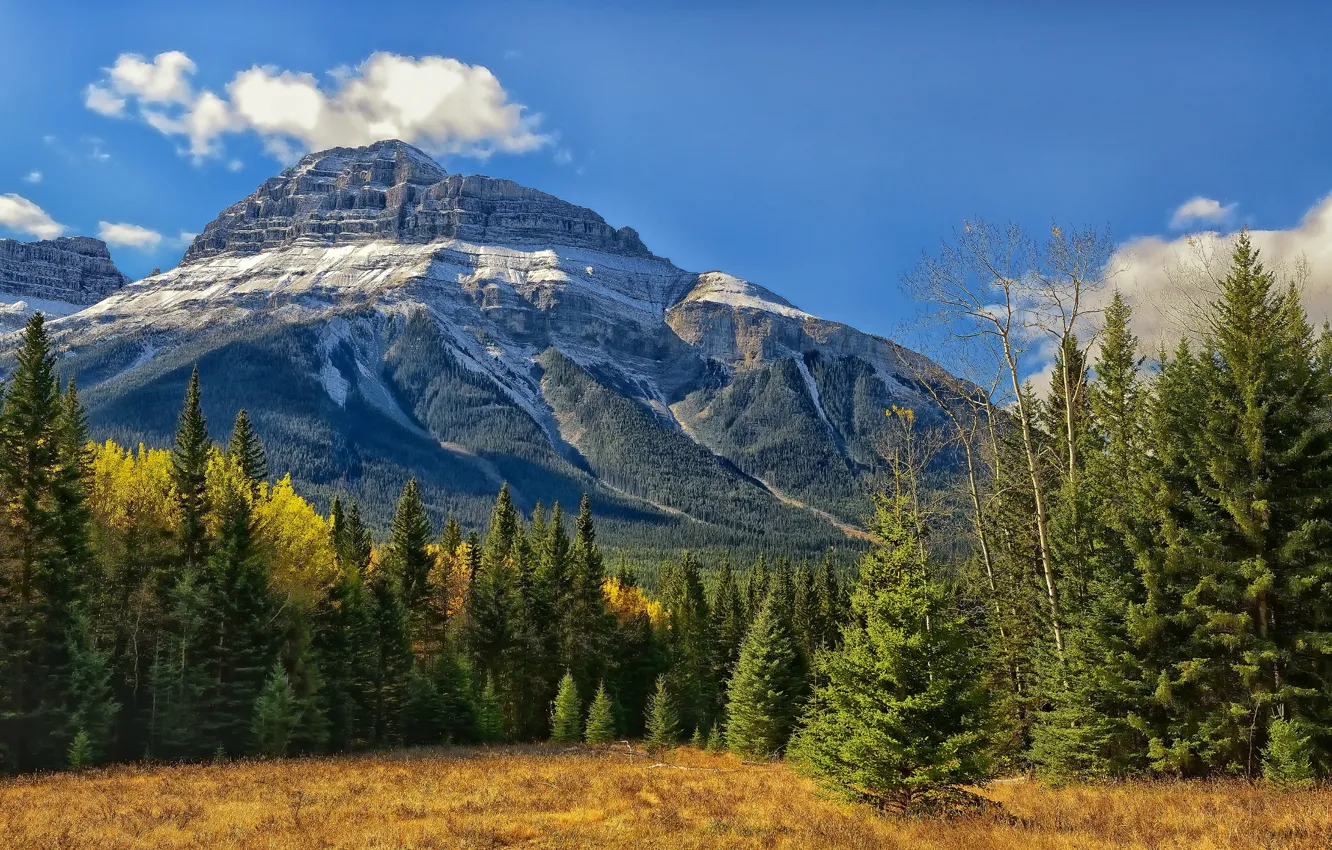 Photo wallpaper forest, trees, Canada, Albert, Banff National Park, Alberta, Canada, Rocky mountains
