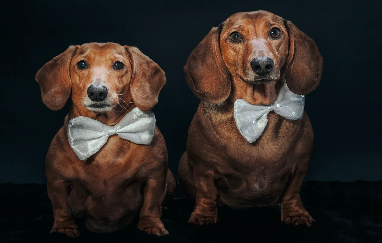 Photo wallpaper portrait, dogs, Dachshund, two, portrait, two, butterfly, dog