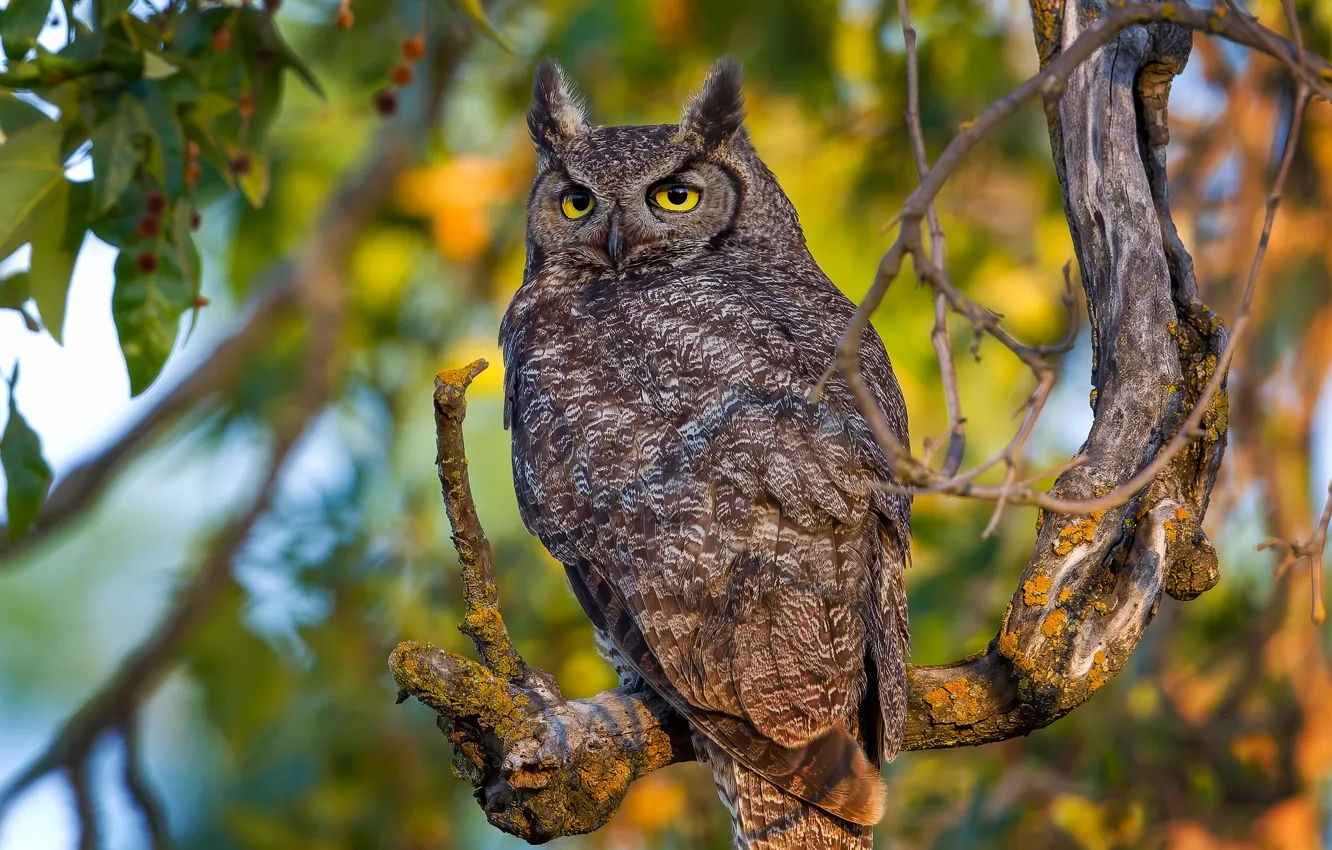 Photo wallpaper owl, bird, branch, Owl
