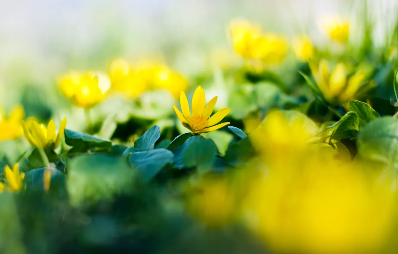 Photo wallpaper flower, yellow, flowers, garden. spring