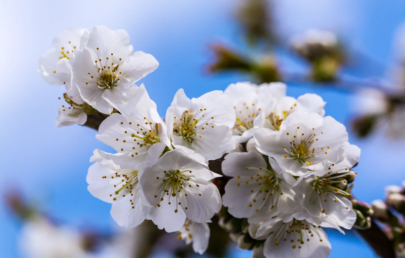 Photo wallpaper spring, flowering, bokeh, bokeh, spring, Flowering