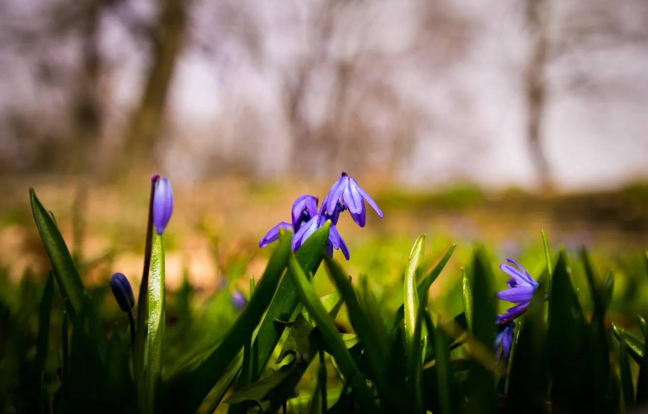 Photo wallpaper light, grass, nature, flowers, spring, shadow, Lush