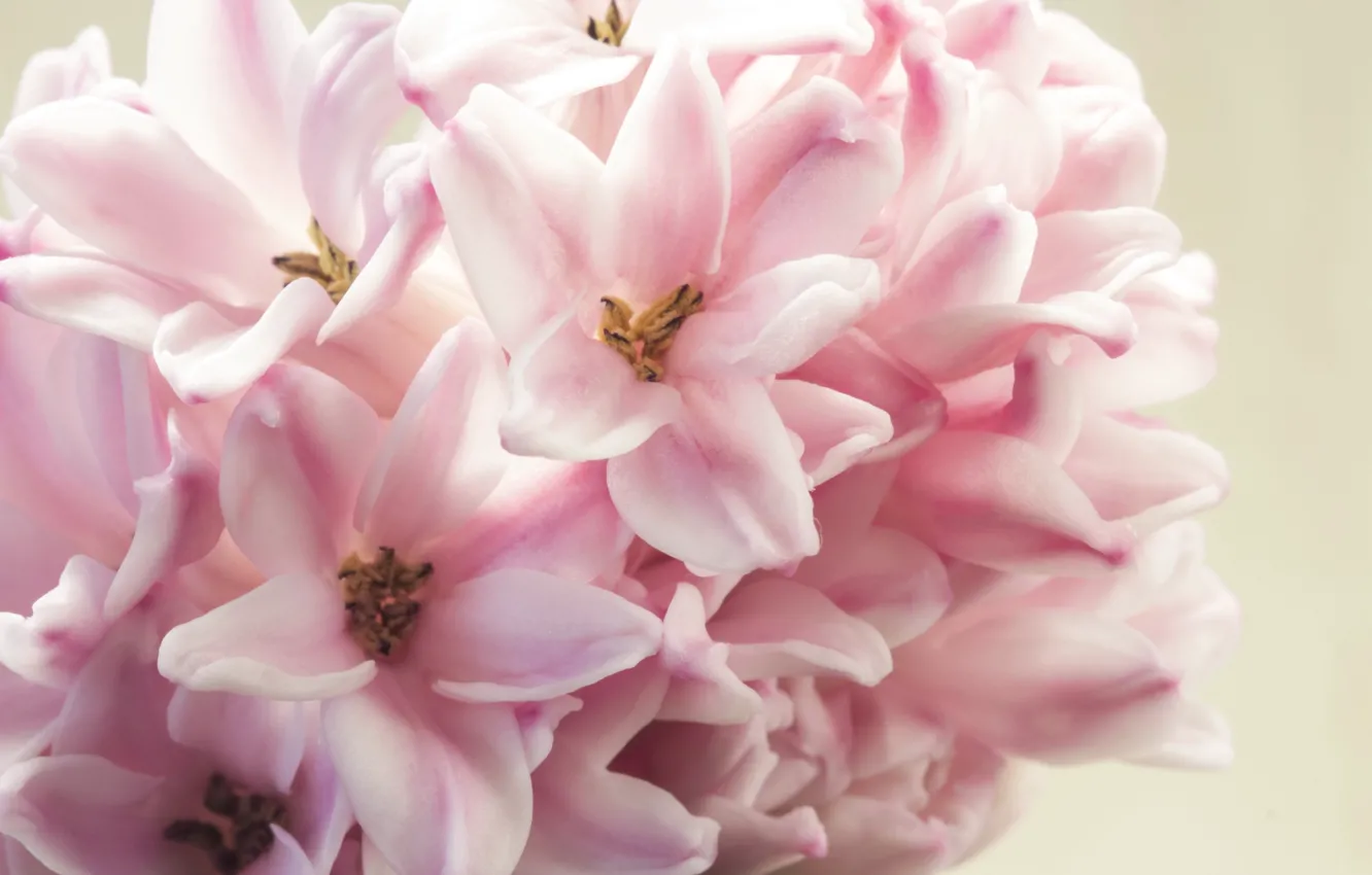 Photo wallpaper macro, flowers, pink, hyacinths