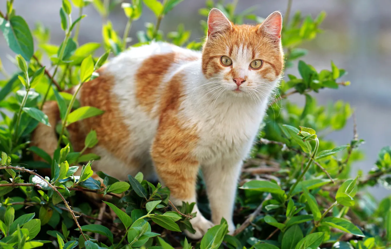 Photo wallpaper cat, cat, look, leaves, red, face