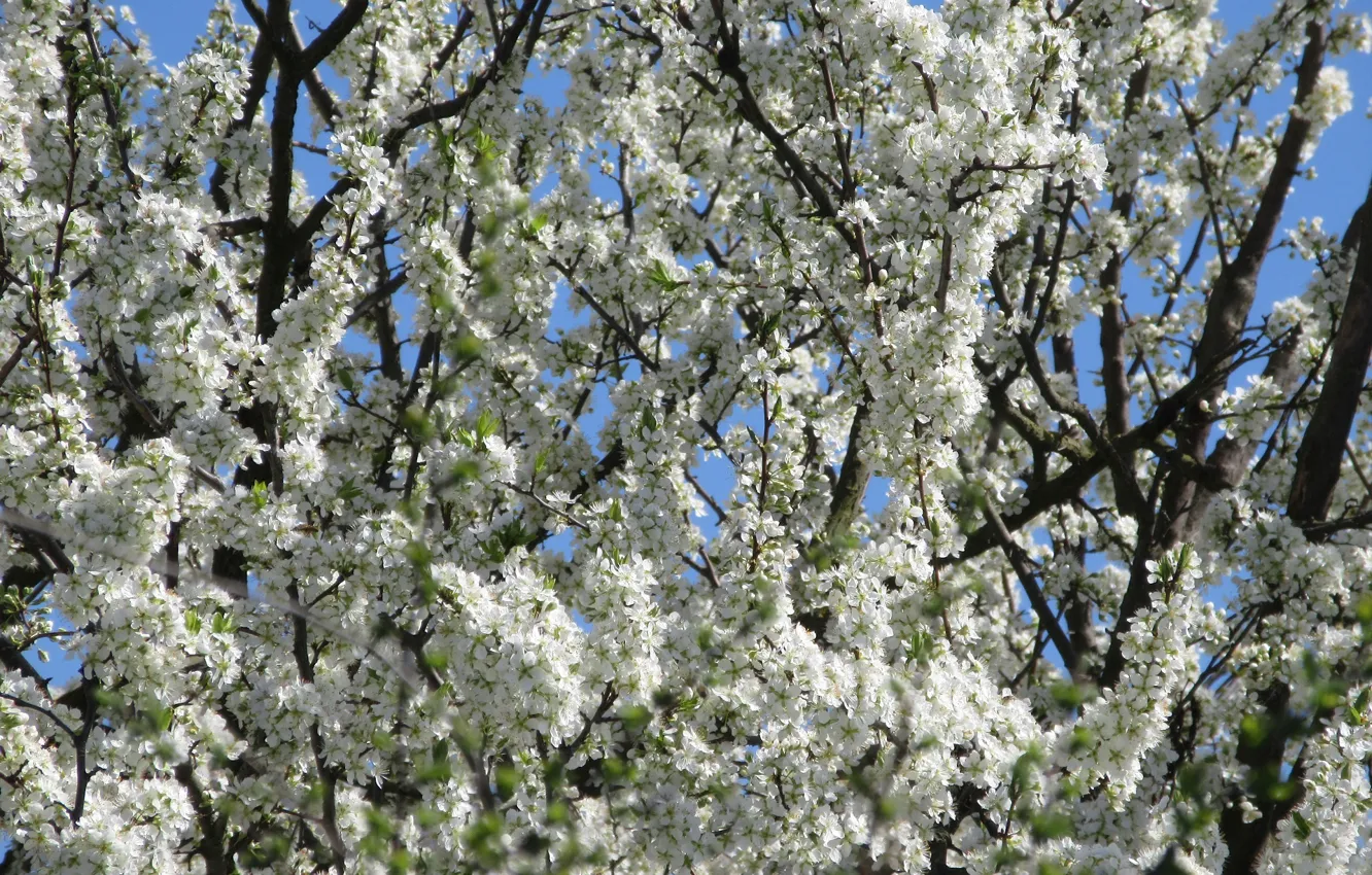 Photo wallpaper tree, flowering, spring 2018, meduzanol ©