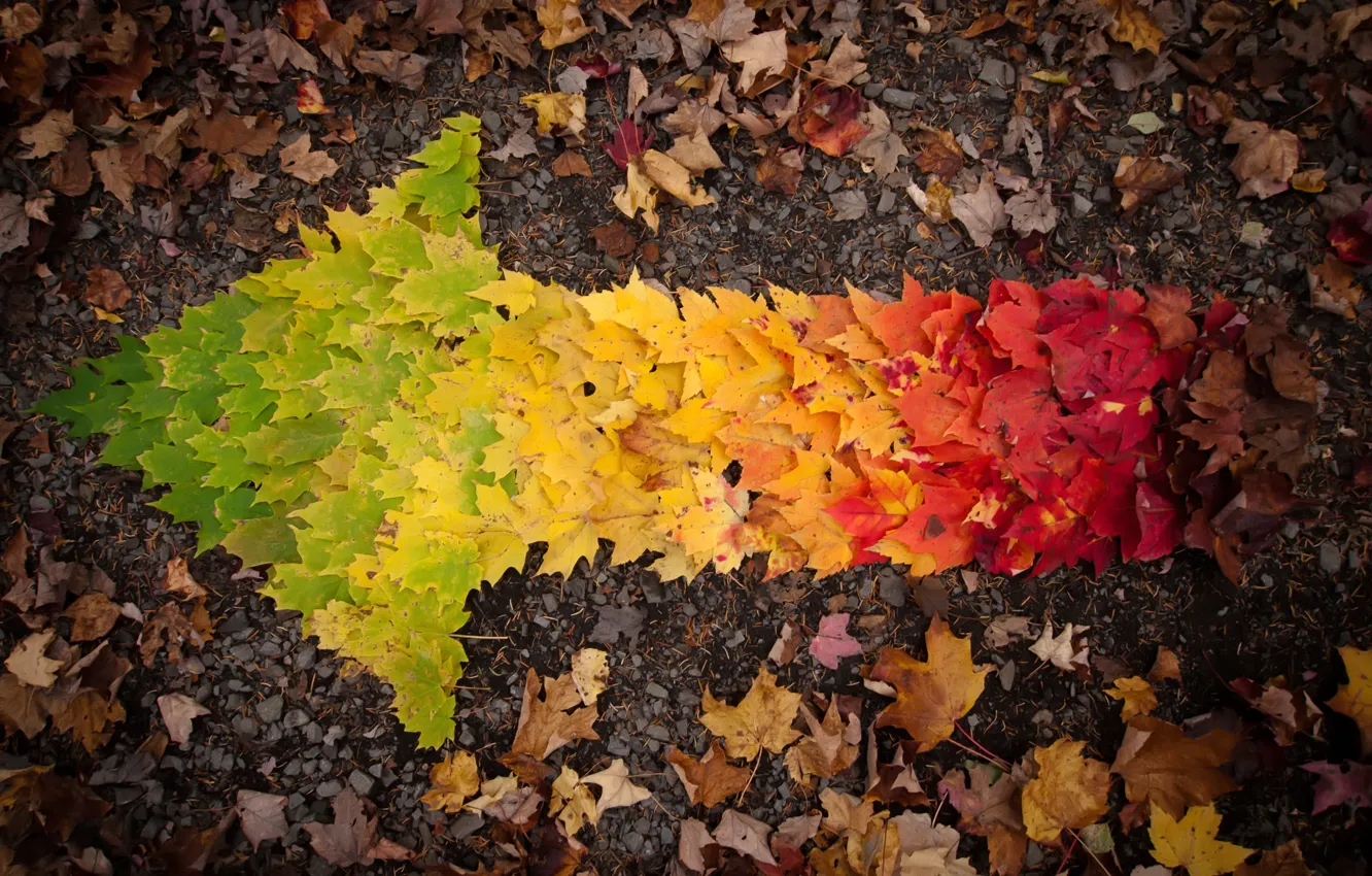 Photo wallpaper autumn, leaves, arrow
