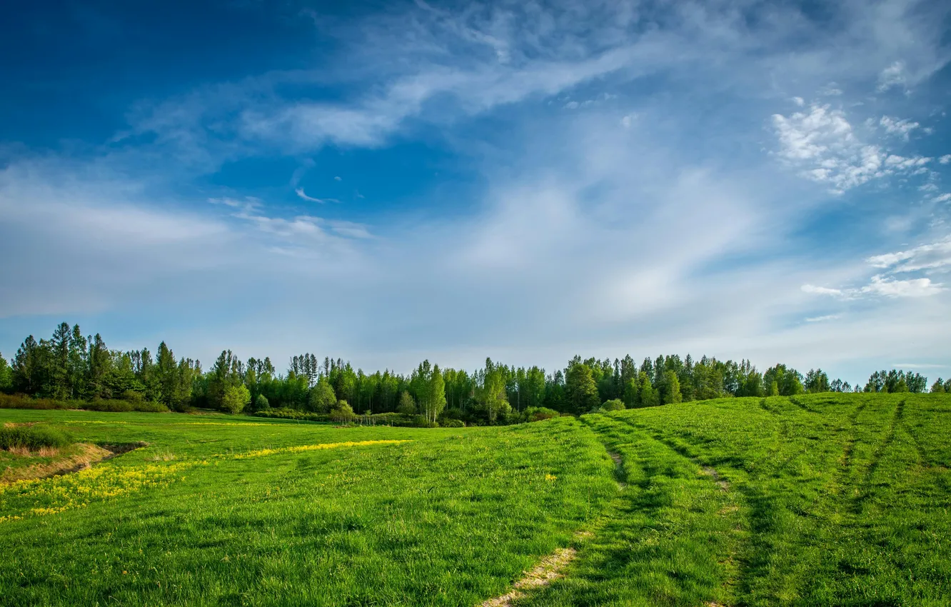 Photo wallpaper field, forest, the sky, grass, clouds, trees, landscape, nature