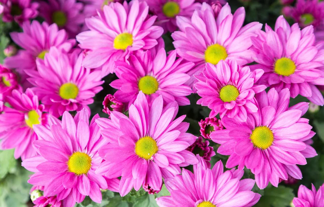 Photo wallpaper flowers, pink, chrysanthemum, pink, flowers