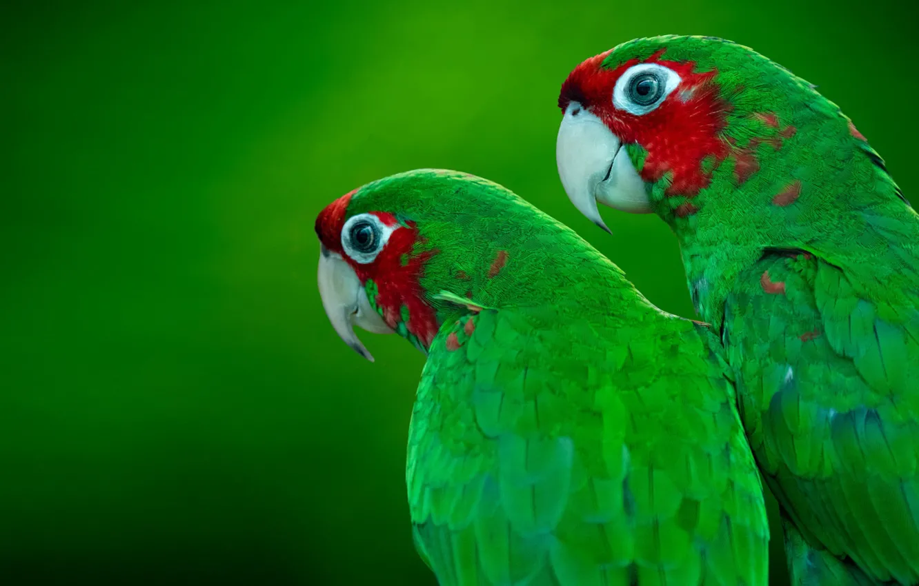 Photo wallpaper green, bird, parrot, pair, painting