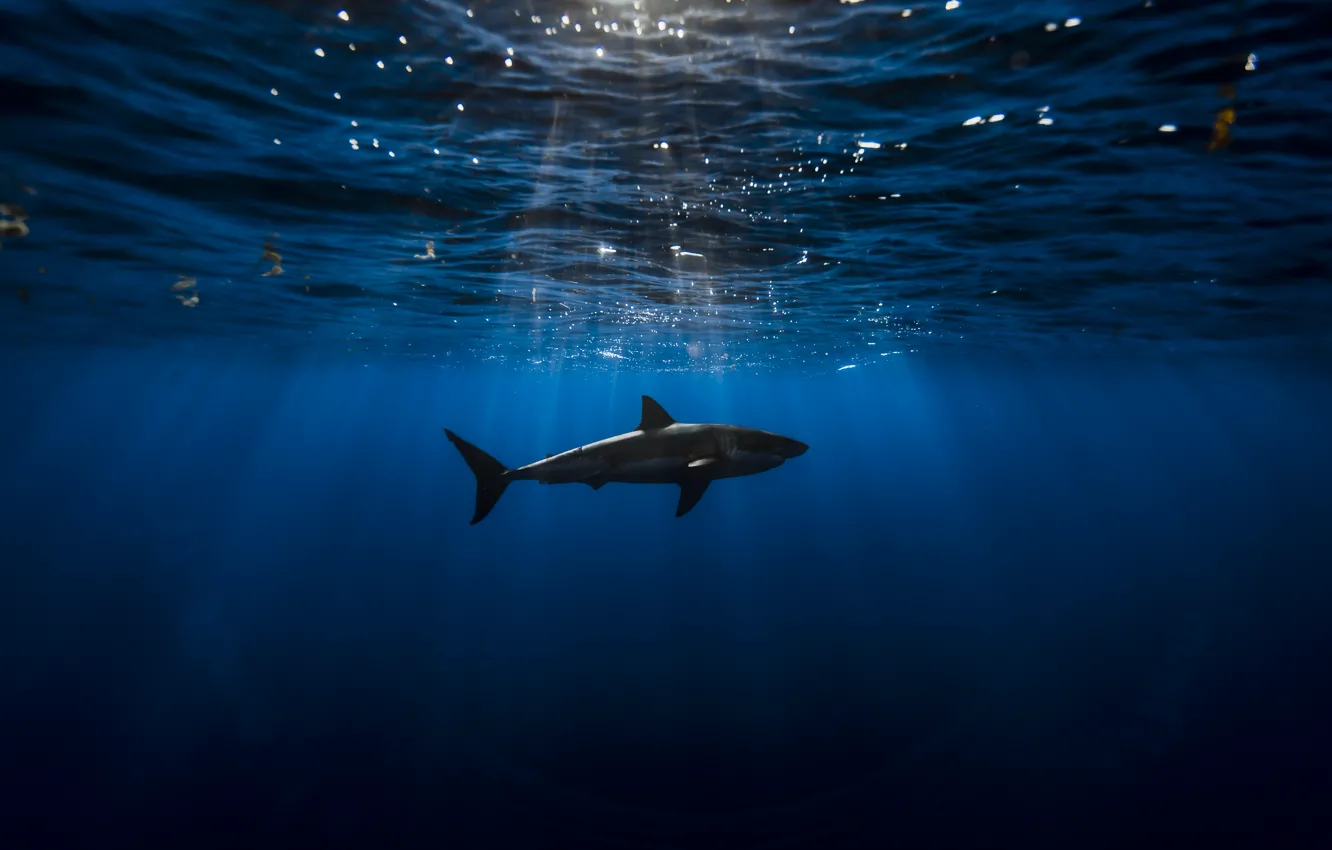 Photo wallpaper Shark, Blue, Black, Water, Ocean, Waves, Depth