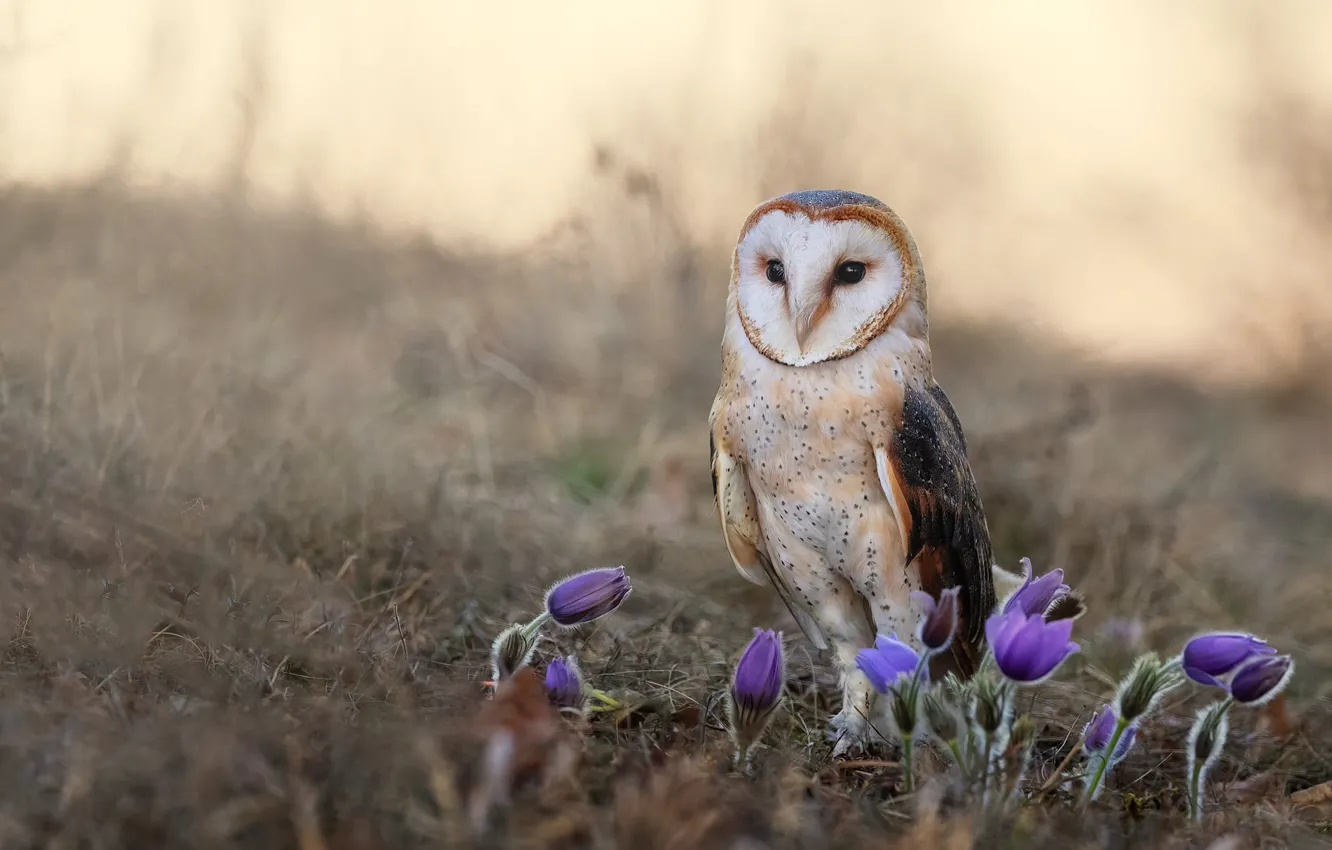 Photo wallpaper flowers, owl, bird, glade, spring, lilac, the barn owl, anemones