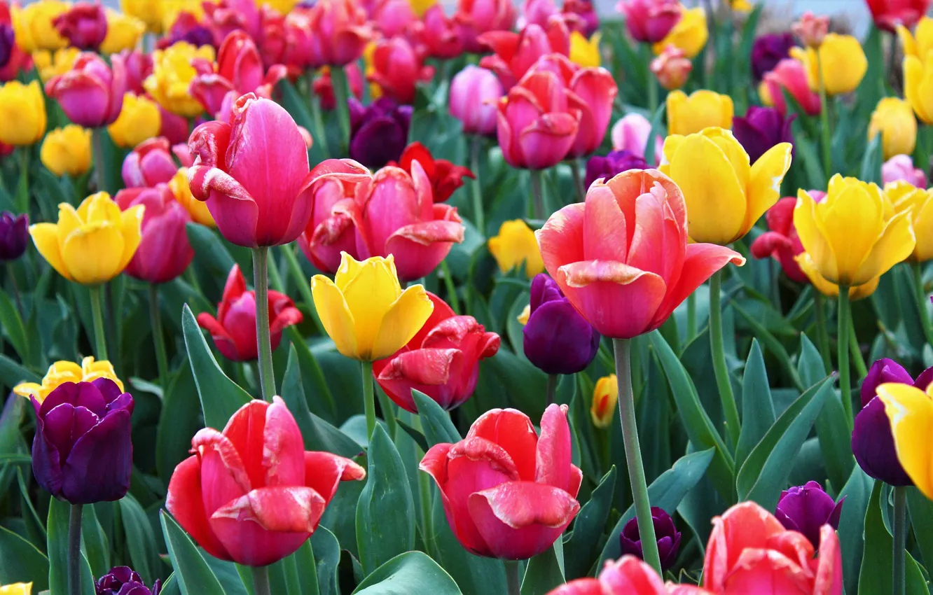 Photo wallpaper tulips, colorful, bloom.